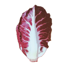 radicchio di verona
